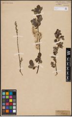 Foto von Salix aurita L.